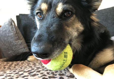 hund tennisball